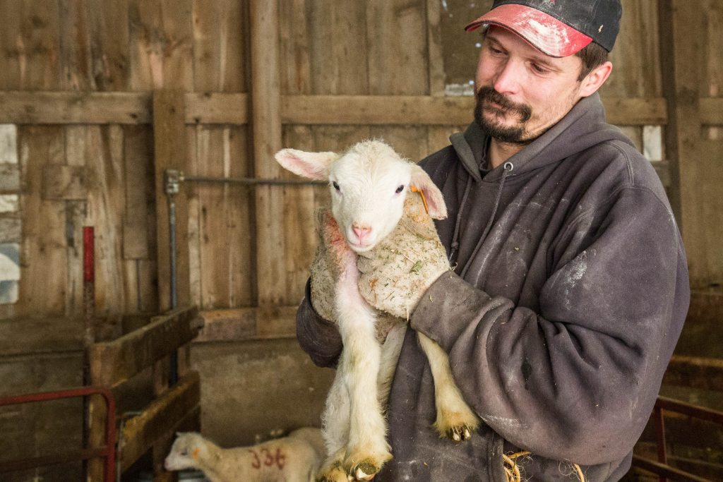 Sheep Management – Animal & Dairy Sciences
